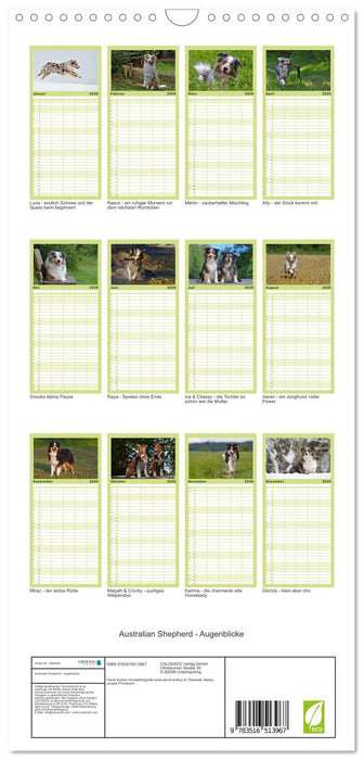 Australian Shepherd - Augenblicke (CALVENDO Familienplaner 2026)