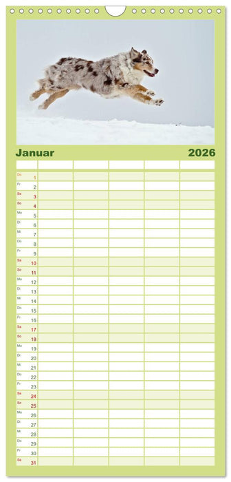 Australian Shepherd - Augenblicke (CALVENDO Familienplaner 2026)