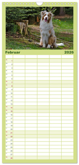 Australian Shepherd - Augenblicke (CALVENDO Familienplaner 2026)