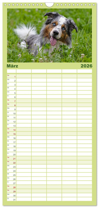 Australian Shepherd - Augenblicke (CALVENDO Familienplaner 2026)