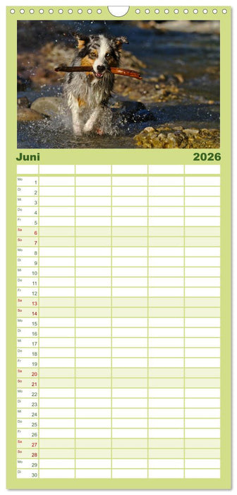 Australian Shepherd - Augenblicke (CALVENDO Familienplaner 2026)