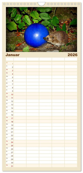 Meine Igel (CALVENDO Familienplaner 2026)