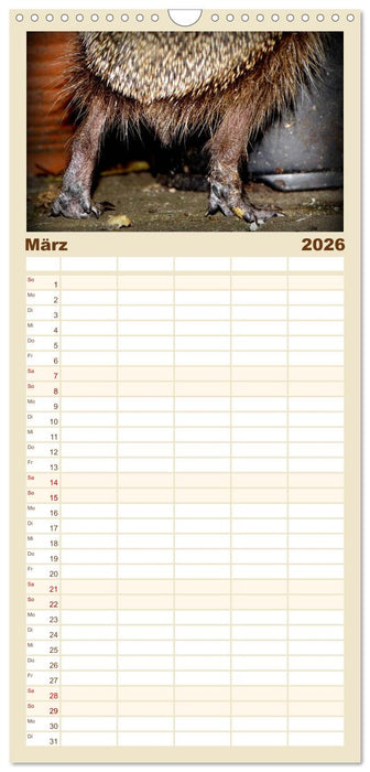 Meine Igel (CALVENDO Familienplaner 2026)