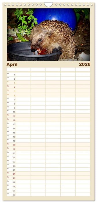 Meine Igel (CALVENDO Familienplaner 2026)