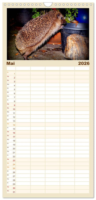 Meine Igel (CALVENDO Familienplaner 2026)