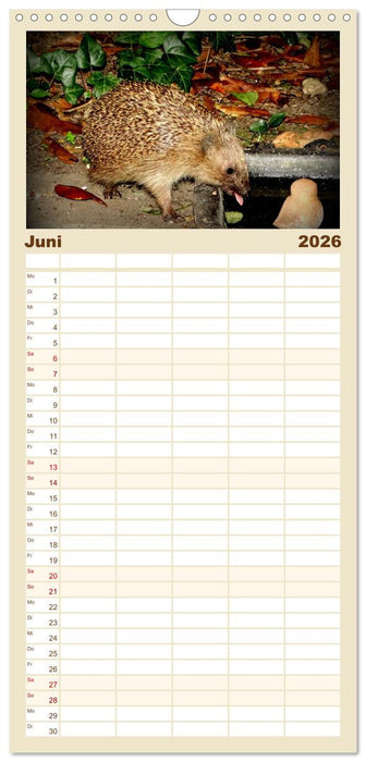 Meine Igel (CALVENDO Familienplaner 2026)