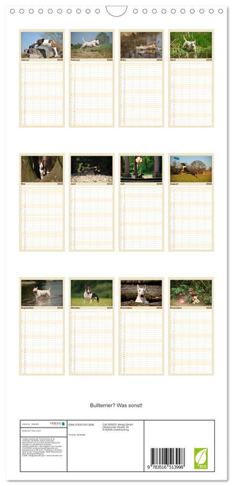 Bullterrier? Was sonst! (CALVENDO Familienplaner 2026)