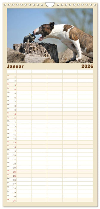 Bullterrier? Was sonst! (CALVENDO Familienplaner 2026)