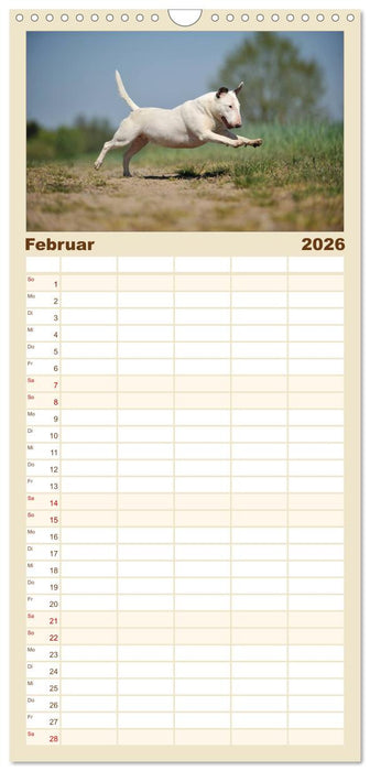 Bullterrier? Was sonst! (CALVENDO Familienplaner 2026)