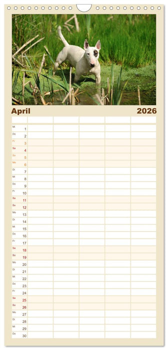 Bullterrier? Was sonst! (CALVENDO Familienplaner 2026)