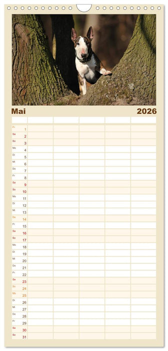 Bullterrier? Was sonst! (CALVENDO Familienplaner 2026)