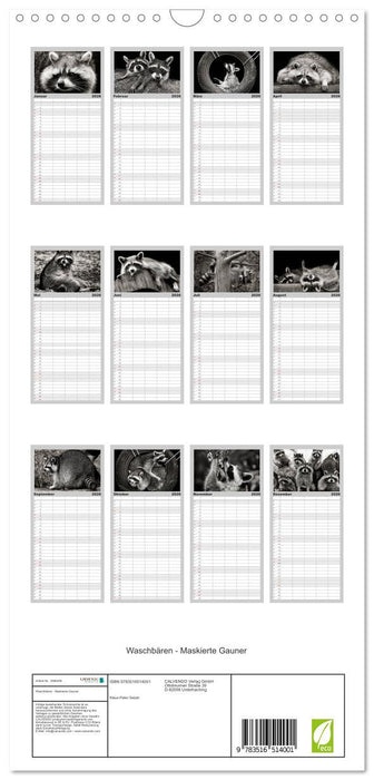 Waschbären - Maskierte Gauner (CALVENDO Familienplaner 2026)