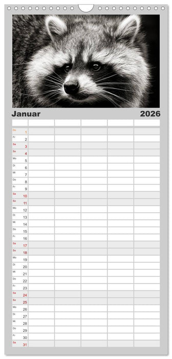 Waschbären - Maskierte Gauner (CALVENDO Familienplaner 2026)