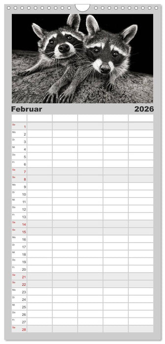 Waschbären - Maskierte Gauner (CALVENDO Familienplaner 2026)