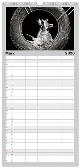 Waschbären - Maskierte Gauner (CALVENDO Familienplaner 2026)