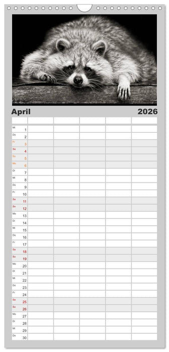 Waschbären - Maskierte Gauner (CALVENDO Familienplaner 2026)