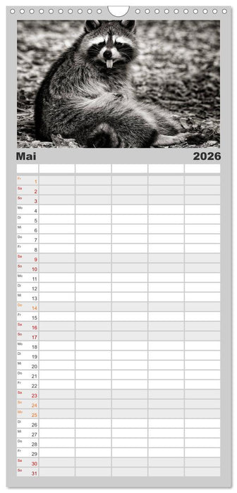 Waschbären - Maskierte Gauner (CALVENDO Familienplaner 2026)