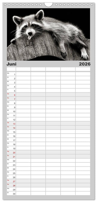 Waschbären - Maskierte Gauner (CALVENDO Familienplaner 2026)