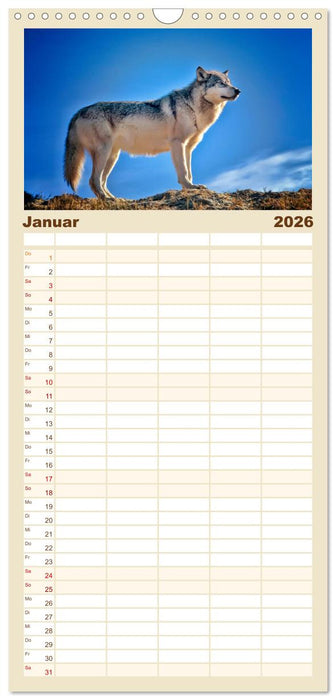 Wölfe - sie sind wieder da (CALVENDO Familienplaner 2026)