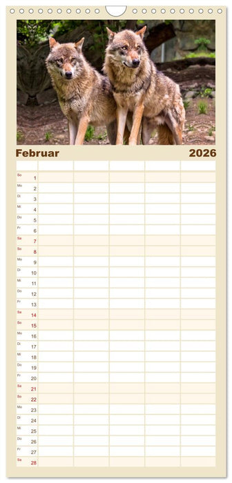 Wölfe - sie sind wieder da (CALVENDO Familienplaner 2026)