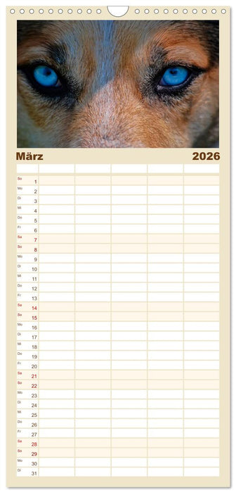 Wölfe - sie sind wieder da (CALVENDO Familienplaner 2026)