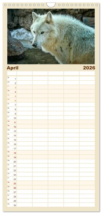 Wölfe - sie sind wieder da (CALVENDO Familienplaner 2026)