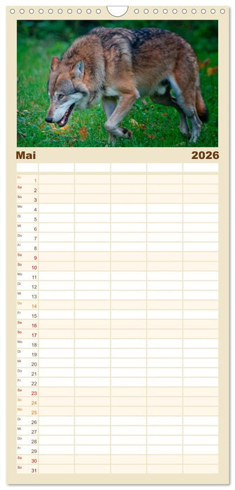 Wölfe - sie sind wieder da (CALVENDO Familienplaner 2026)
