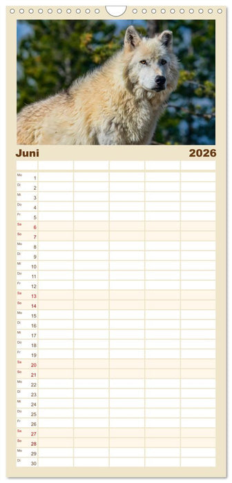 Wölfe - sie sind wieder da (CALVENDO Familienplaner 2026)