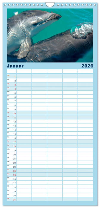 Delfine - elegant und intelligent (CALVENDO Familienplaner 2026)