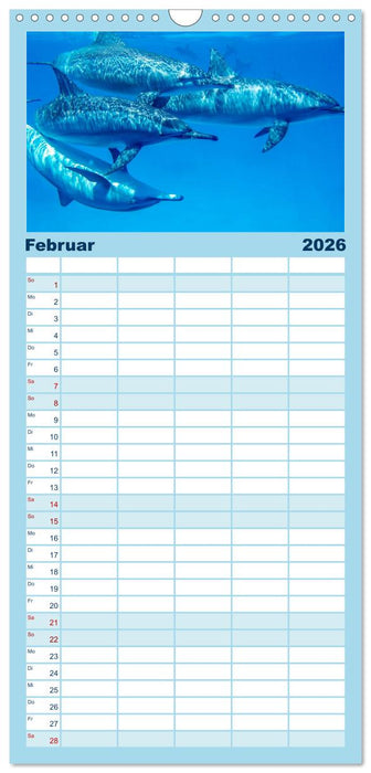 Delfine - elegant und intelligent (CALVENDO Familienplaner 2026)