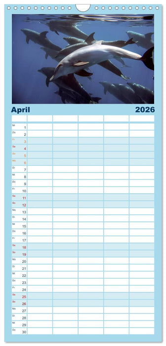 Delfine - elegant und intelligent (CALVENDO Familienplaner 2026)