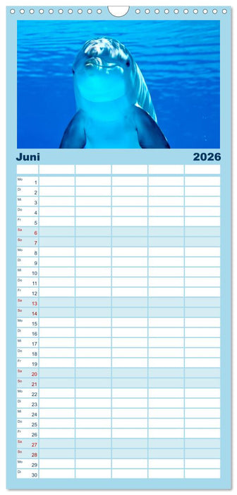 Delfine - elegant und intelligent (CALVENDO Familienplaner 2026)