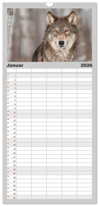 Wölfe. Graue Eminenzen (CALVENDO Familienplaner 2026)