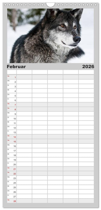 Wölfe. Graue Eminenzen (CALVENDO Familienplaner 2026)