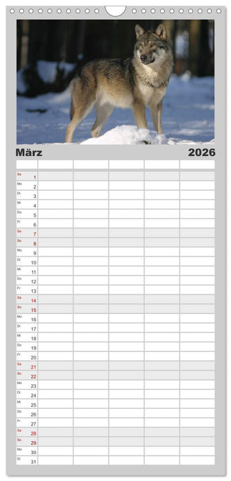Wölfe. Graue Eminenzen (CALVENDO Familienplaner 2026)