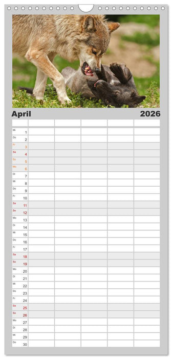 Wölfe. Graue Eminenzen (CALVENDO Familienplaner 2026)