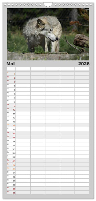 Wölfe. Graue Eminenzen (CALVENDO Familienplaner 2026)