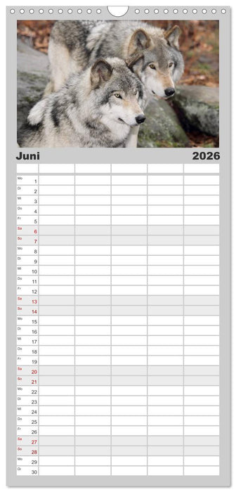 Wölfe. Graue Eminenzen (CALVENDO Familienplaner 2026)