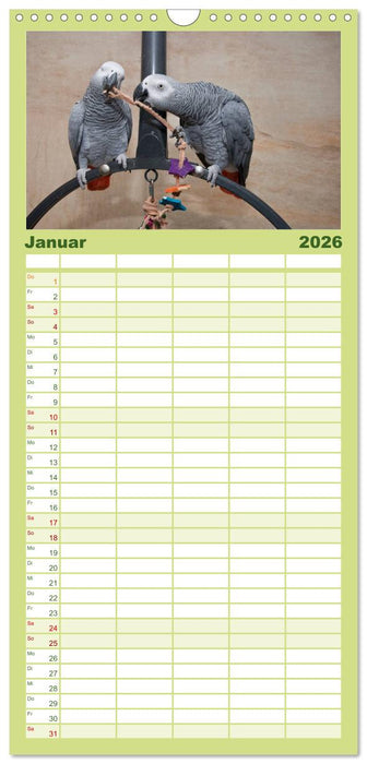 Graupapageien zum Verlieben (CALVENDO Familienplaner 2026)