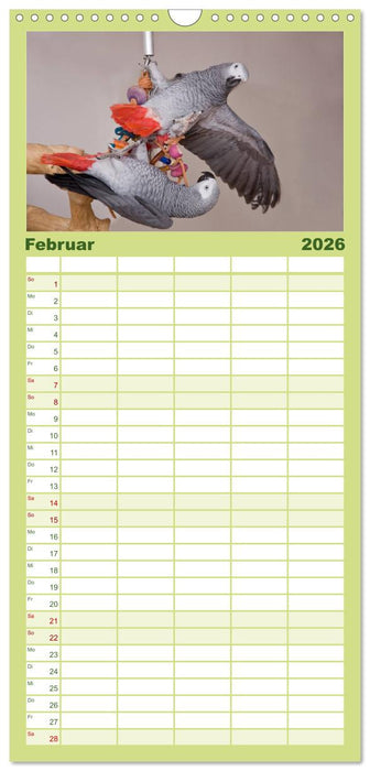 Graupapageien zum Verlieben (CALVENDO Familienplaner 2026)