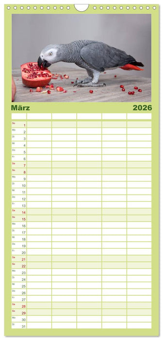 Graupapageien zum Verlieben (CALVENDO Familienplaner 2026)