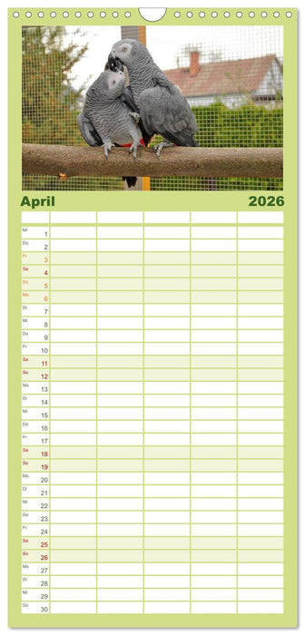 Graupapageien zum Verlieben (CALVENDO Familienplaner 2026)