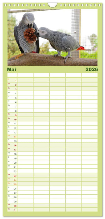 Graupapageien zum Verlieben (CALVENDO Familienplaner 2026)