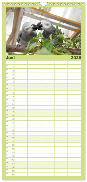 Graupapageien zum Verlieben (CALVENDO Familienplaner 2026)