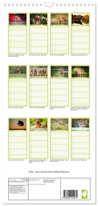 Toller - Nova Scotia Duck Tolling Retriever (CALVENDO Familienplaner 2026)