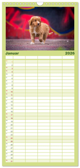 Toller - Nova Scotia Duck Tolling Retriever (CALVENDO Familienplaner 2026)