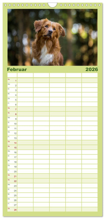 Toller - Nova Scotia Duck Tolling Retriever (CALVENDO Familienplaner 2026)