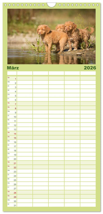 Toller - Nova Scotia Duck Tolling Retriever (CALVENDO Familienplaner 2026)