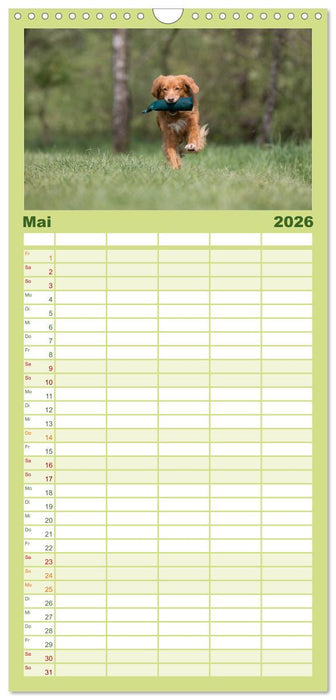 Toller - Nova Scotia Duck Tolling Retriever (CALVENDO Familienplaner 2026)