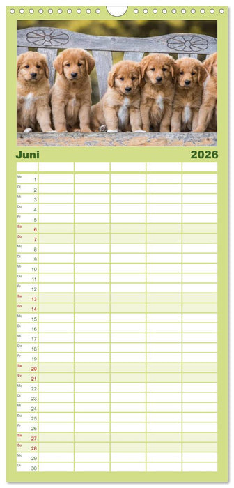 Toller - Nova Scotia Duck Tolling Retriever (CALVENDO Familienplaner 2026)